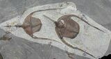 Double Lonchodomas (Ampyx) Trilobite Plate - Morocco #56180-1